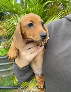 Dachshund puppies