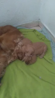 Cocker spaniels
