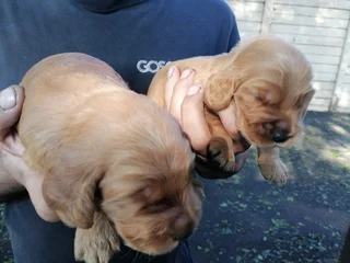 Cocker spaniels
