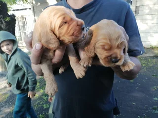 Cocker spaniels