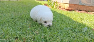 Maltese poodle