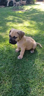 Bullmastiff puppies