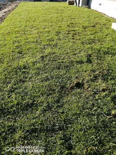 Natural Lawn
