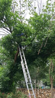 Tree felling