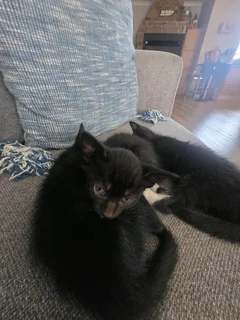 Kittens needing a new home