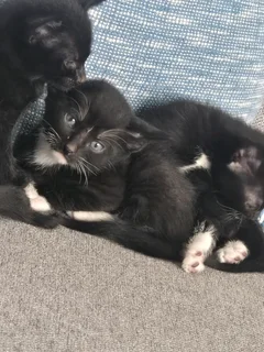 Kittens needing a new home