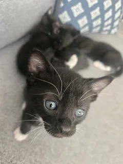 Kittens needing a new home