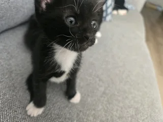 Kittens needing a new home