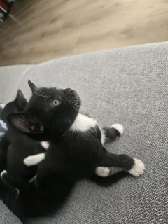 Kittens needing a new home