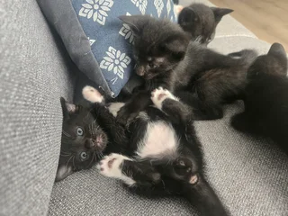 Kittens needing a new home