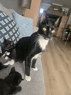 Kittens needing a new home