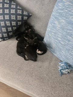 Kittens needing a new home