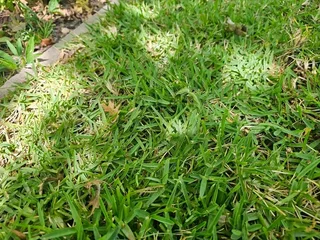 Cheapest roll on lawn installations No deposits upfront you pay deposit on delivery