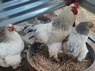 Fertilised Brahma Eggs