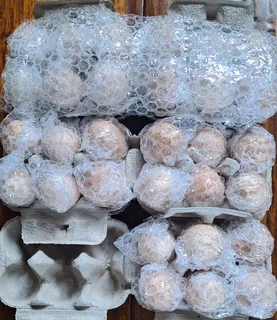 Fertilised Brahma Eggs