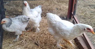 Light Brahma Starter Trio