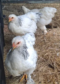 Light Brahma Starter Trio