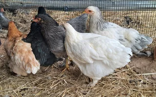 Mixed Brahma Family
