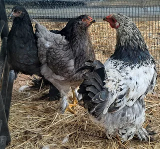 Mixed Brahma Trio