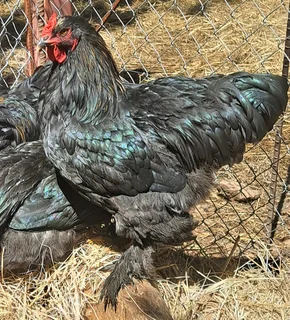 Brahma Cockrels