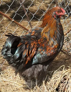 Brahma Cockrels