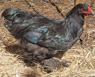 Brahma Cockrels