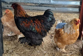 Brahma Cockrels