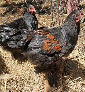 Brahma Cockrels