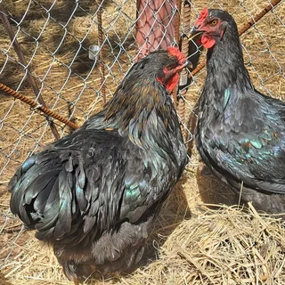 Brahma Cockrels