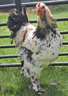 Young Brahma Rooster