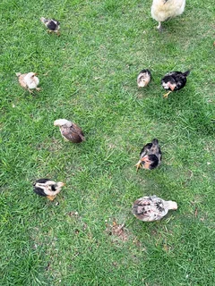 Deutch bantam chickens and chicks