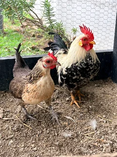 Bantam chickens and chicks for sale