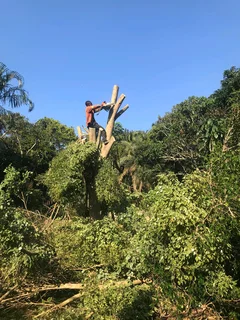 Tree felling