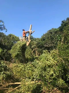 Tree felling