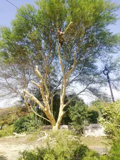 Tree felling