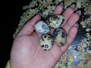 Quality Cortunix Quail eggs for sale (fertilised or refrigerated)