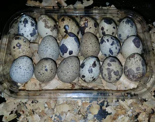 Quality Cortunix Quail eggs for sale (fertilised or refrigerated)