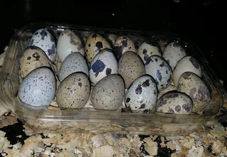 Quality Cortunix Quail eggs for sale (fertilised or refrigerated)