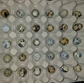 Quality Cortunix Quail eggs for sale (fertilised or refrigerated)