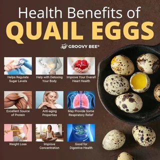 Quality Cortunix Quail eggs for sale (fertilised or refrigerated)