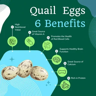 Quality Cortunix Quail eggs for sale (fertilised or refrigerated)