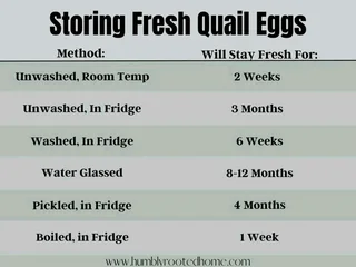 Quality Cortunix Quail eggs for sale (fertilised or refrigerated)