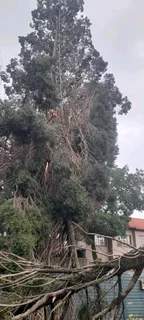 Tree felling and renovation