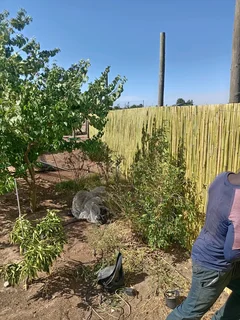 Bamboo fencing and wooden pannels.