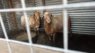 Fattest meat master rams from Gqweta farming