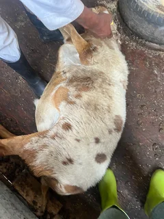 Fattest meat master rams from Gqweta farming