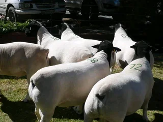 Goats and sheep available for slaughtering