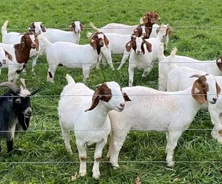 Goats and sheep available for slaughtering