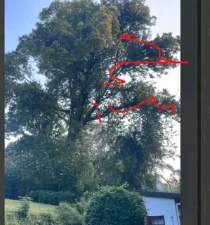 Wilson tree cutting and grass cutting