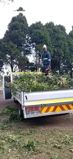 Wilson tree cutting and grass cutting